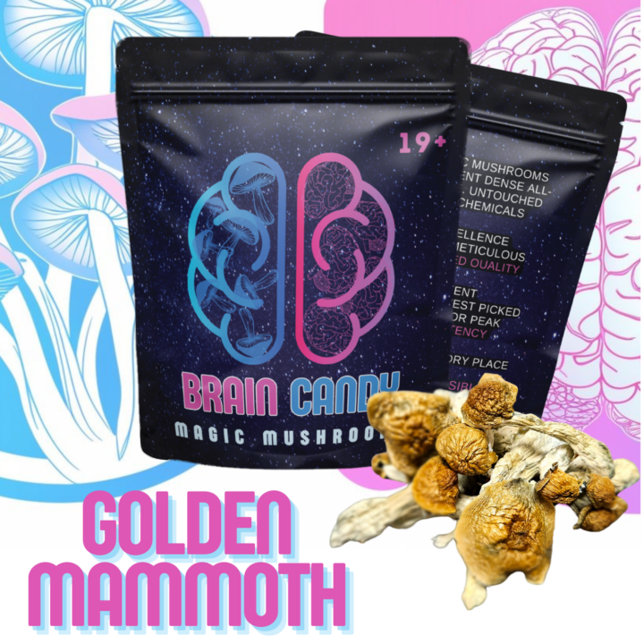 GOLDEN MAMMOTH