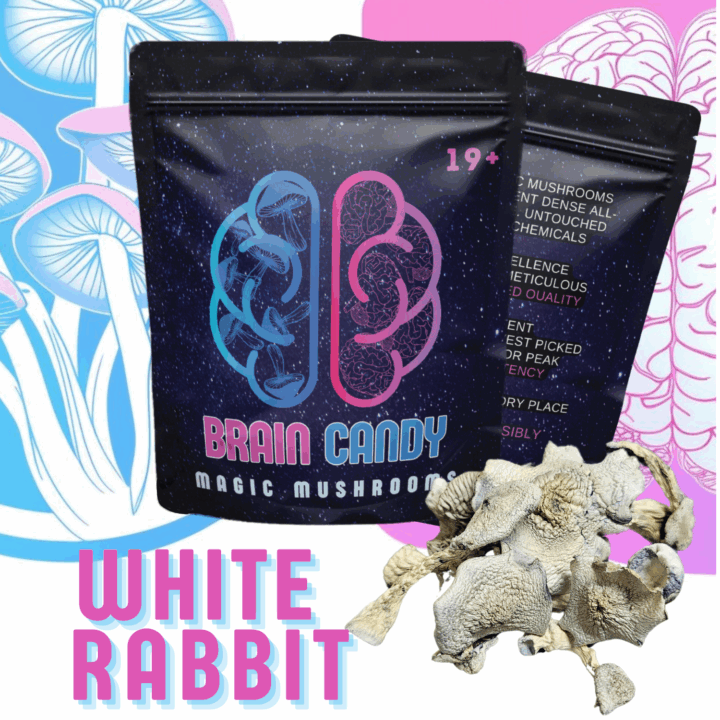 White rabbit