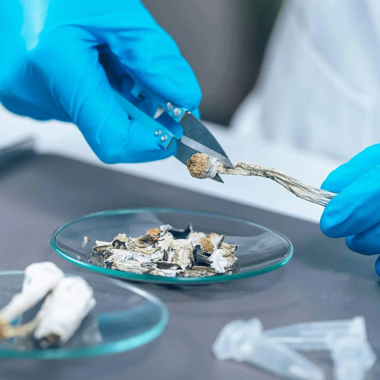 Benefits of Psilocybin & Mushrooms