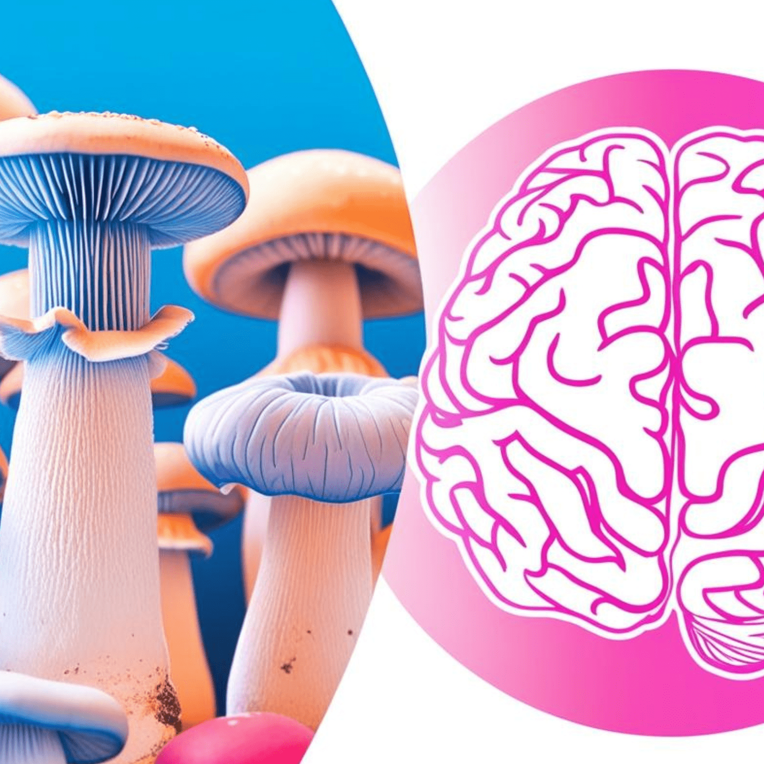 The Science Behind Mushrooms and Brain Health